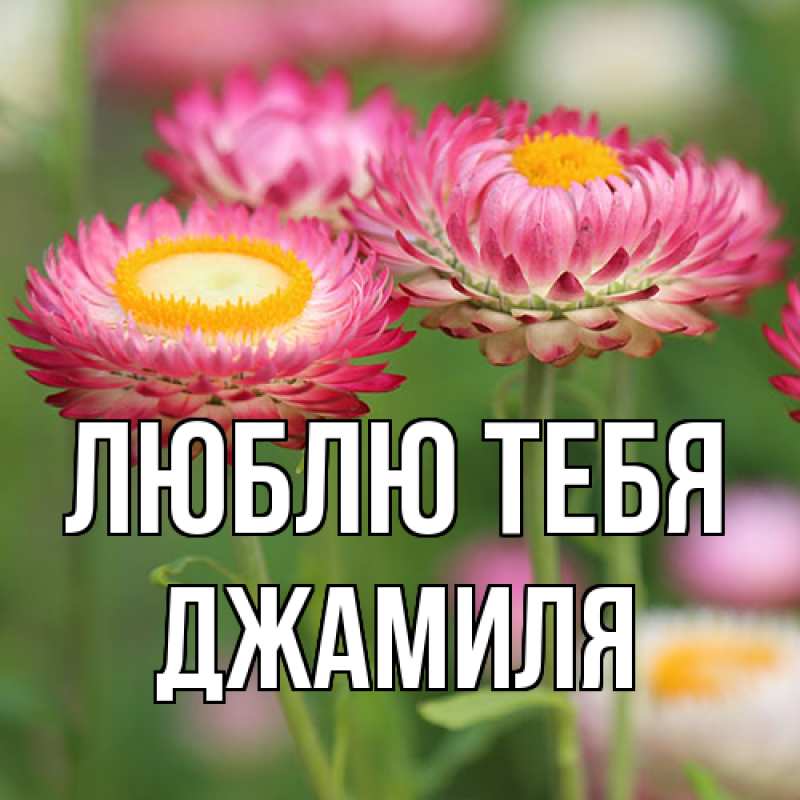 Открытка с именем, Джамиля, Люблю тебя