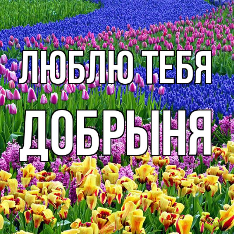 Картинка Люблю тебя, Добрыня