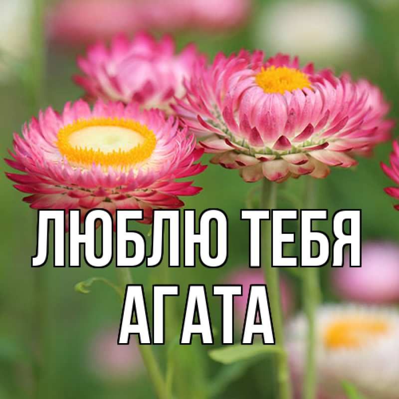 Картинка Люблю тебя, Агата