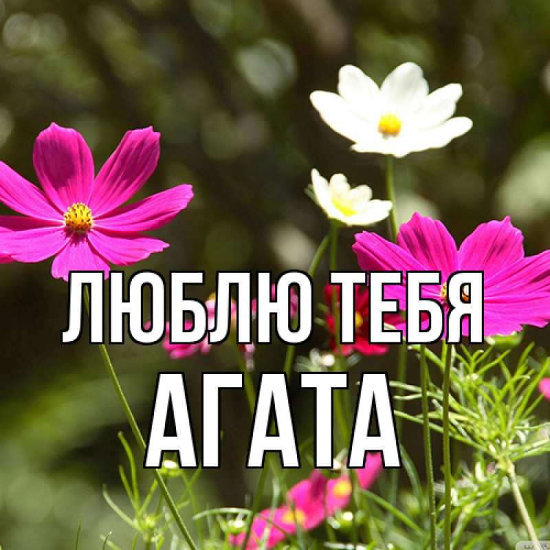 Картинка Люблю тебя, Агата