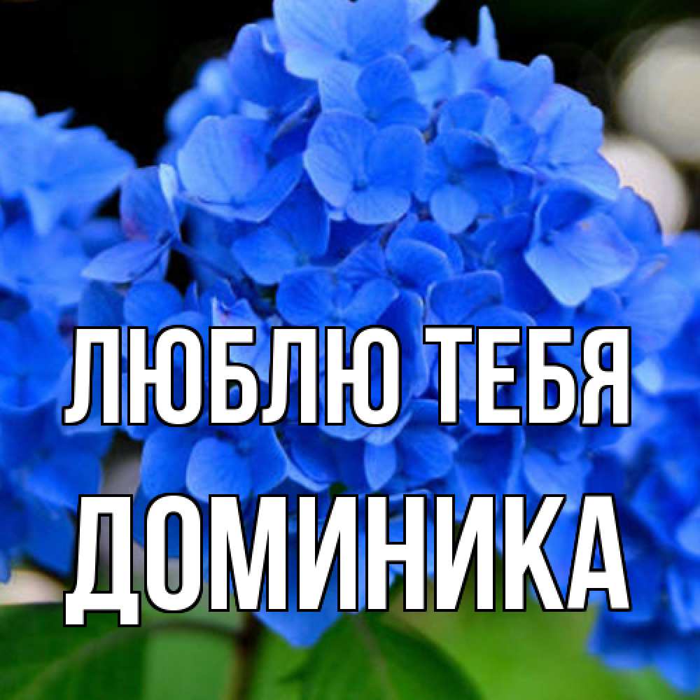 Открытка на каждый день с именем, Доминика Люблю тебя синие цветы Прикольная открытка с пожеланием онлайн скачать бесплатно 