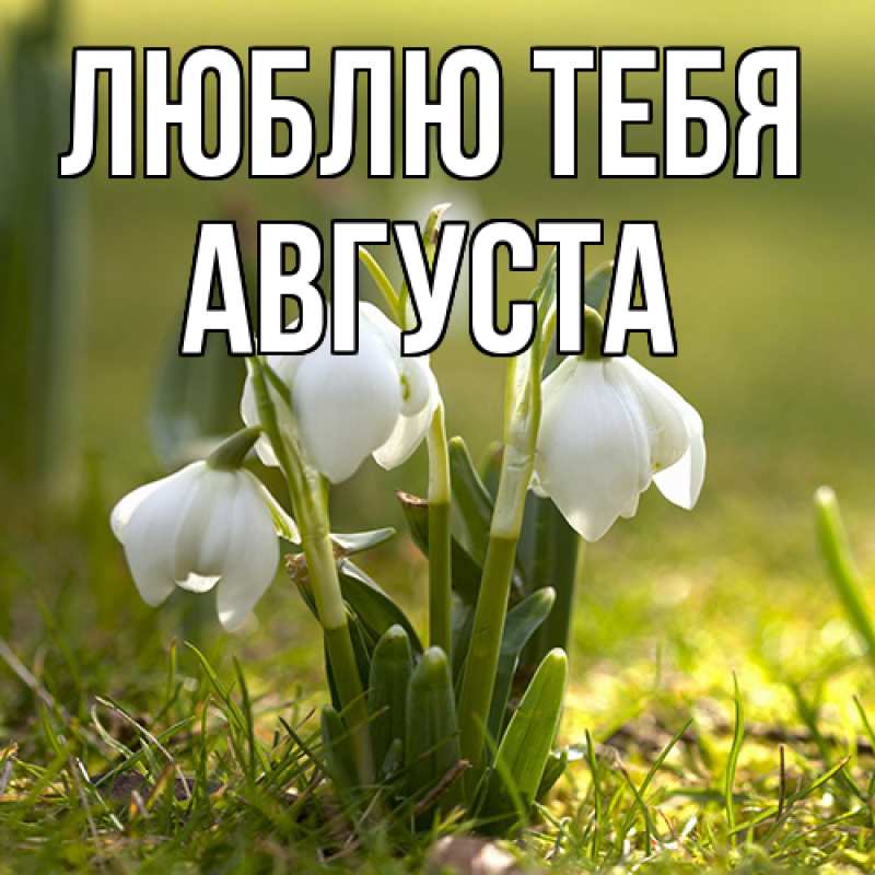Картинка Люблю тебя, Августа