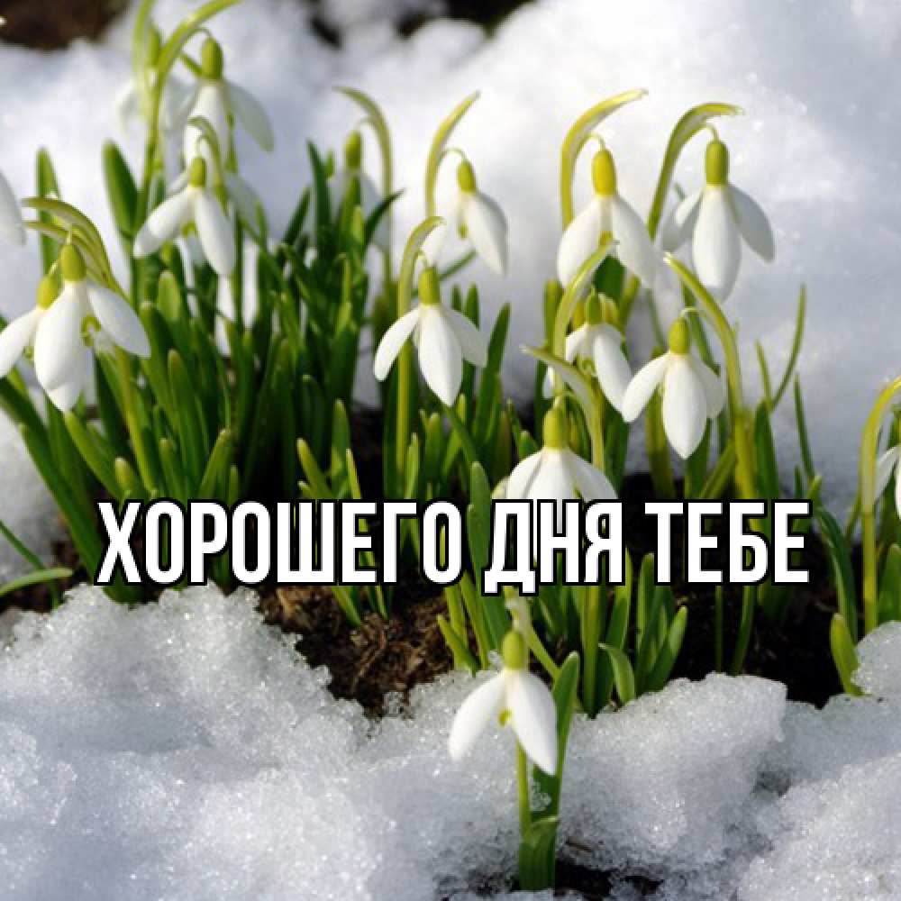 Открытка на каждый день с именем, Родной Люблю тебя цветы весенние Прикольная открытка с пожеланием онлайн скачать бесплатно 