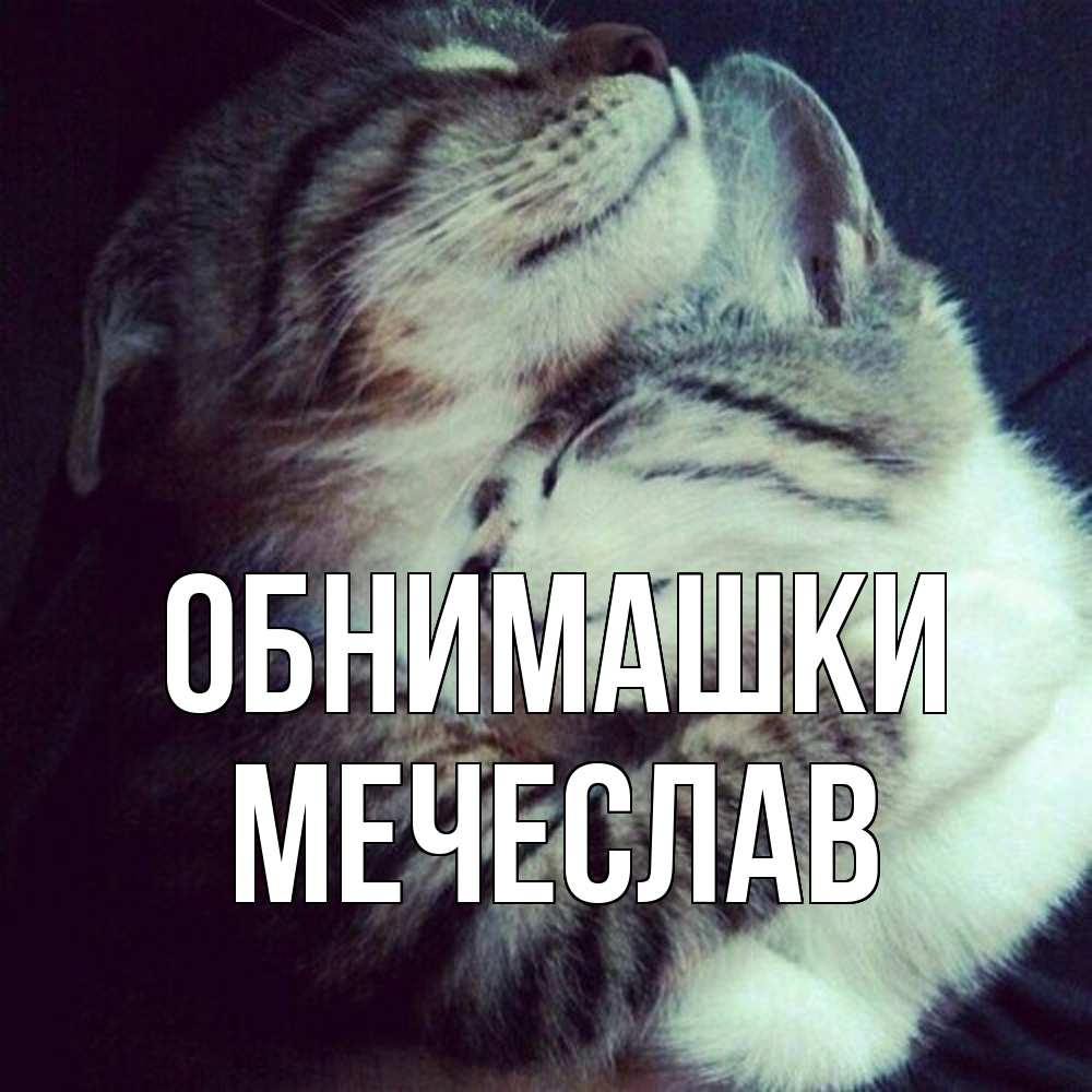 Открытка на каждый день с именем, Мечеслав Обнимашки полосатики Прикольная открытка с пожеланием онлайн скачать бесплатно 