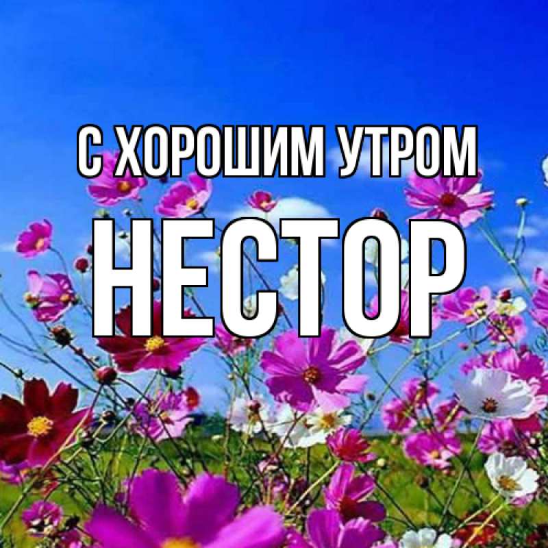 Картинка С хорошим утром, Нестор