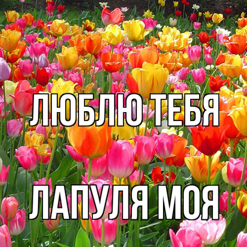Картинка Люблю тебя, Лапуля моя