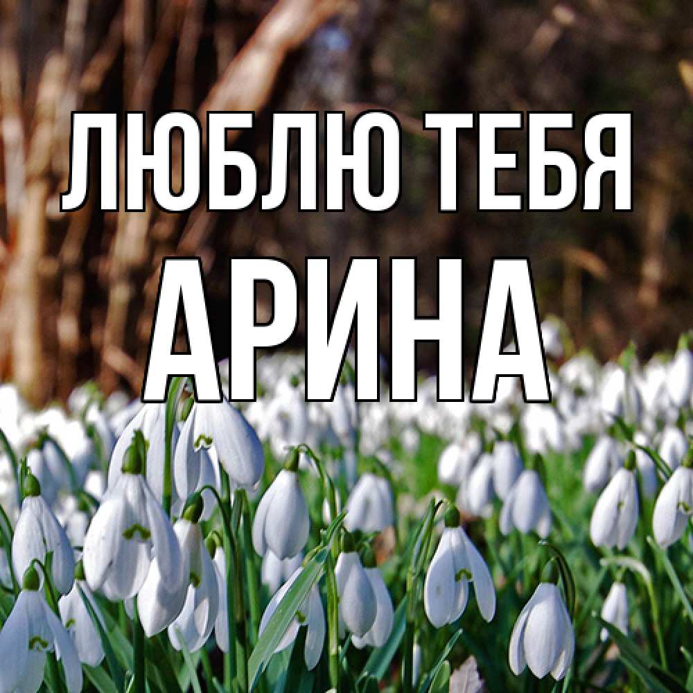 Открытка на каждый день с именем, Арина Люблю тебя с подснежниками 1 Прикольная открытка с пожеланием онлайн скачать бесплатно 