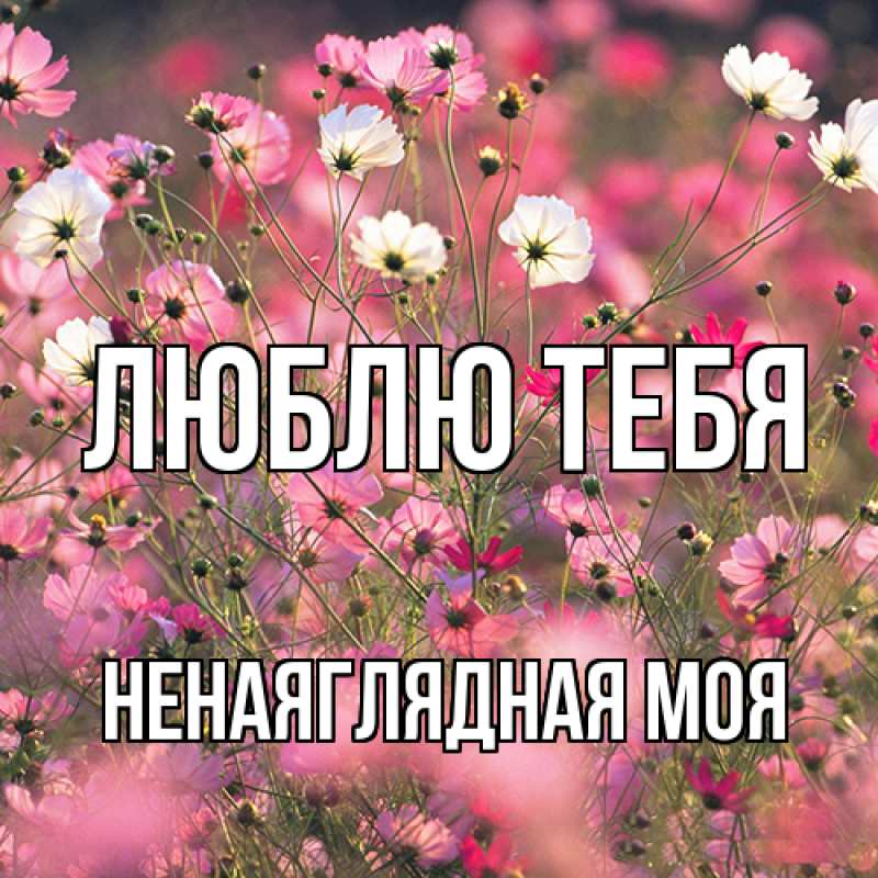 Картинка Люблю тебя, Ненаяглядная моя
