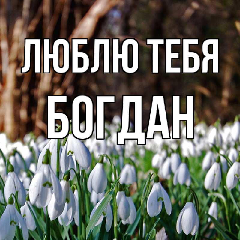 Картинка Люблю тебя, Богдан