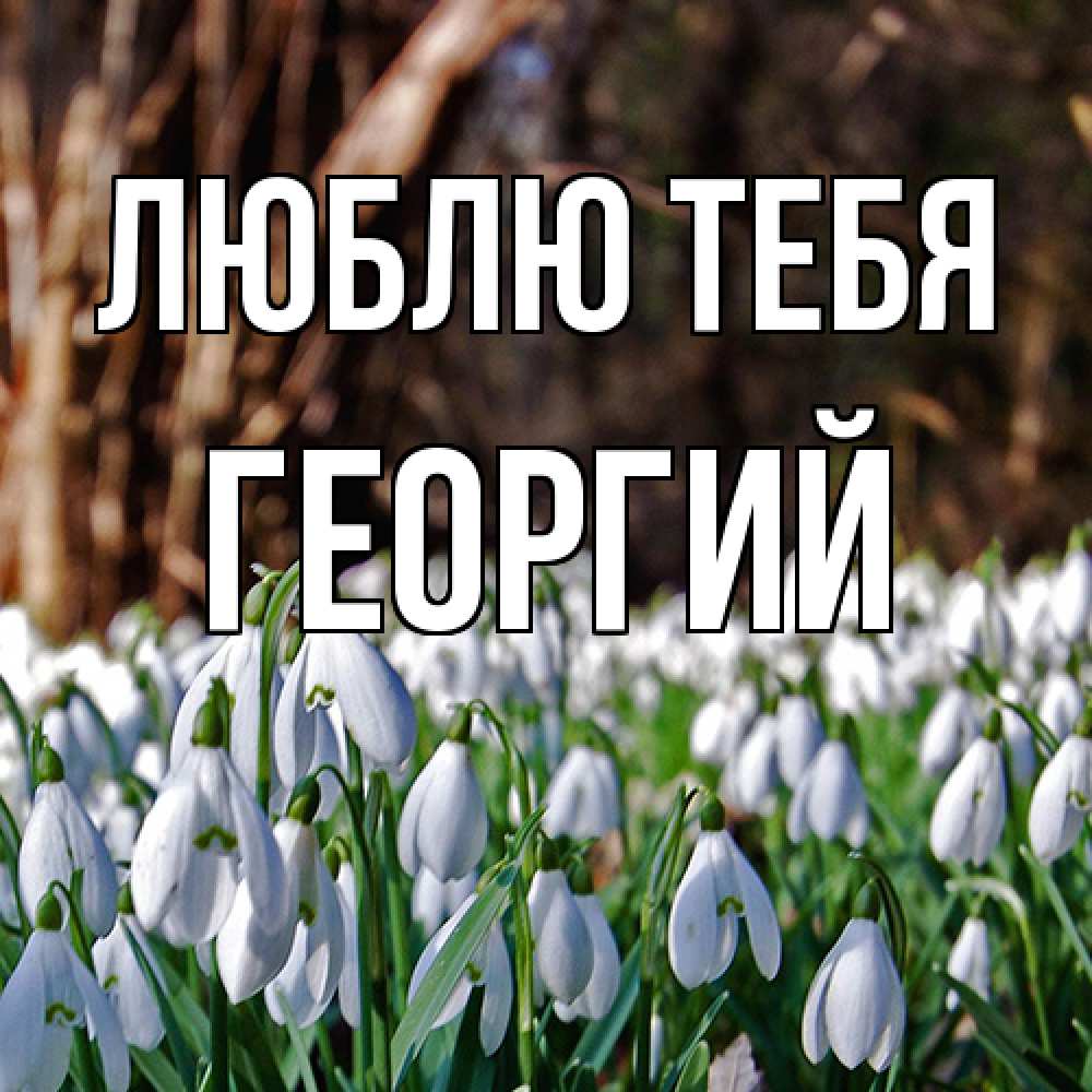 Открытка на каждый день с именем, Георгий Люблю тебя с подснежниками 1 Прикольная открытка с пожеланием онлайн скачать бесплатно 