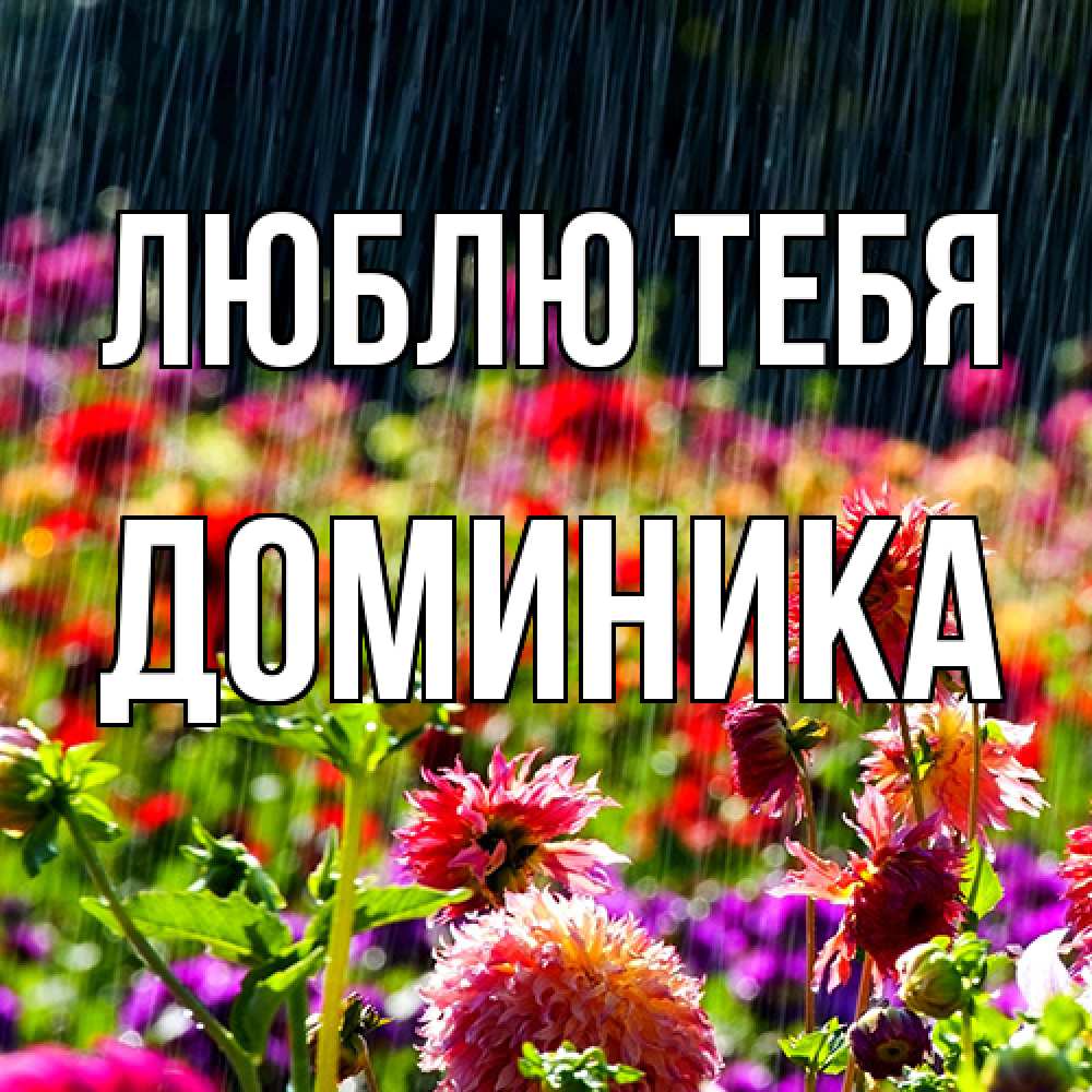 Открытка на каждый день с именем, Доминика Люблю тебя цветы под дождиком к международному женскому дню Прикольная открытка с пожеланием онлайн скачать бесплатно 