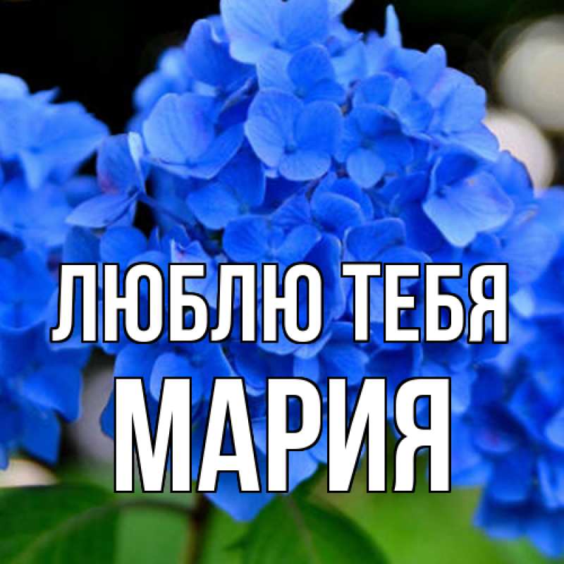 Картинка Люблю тебя, Мария