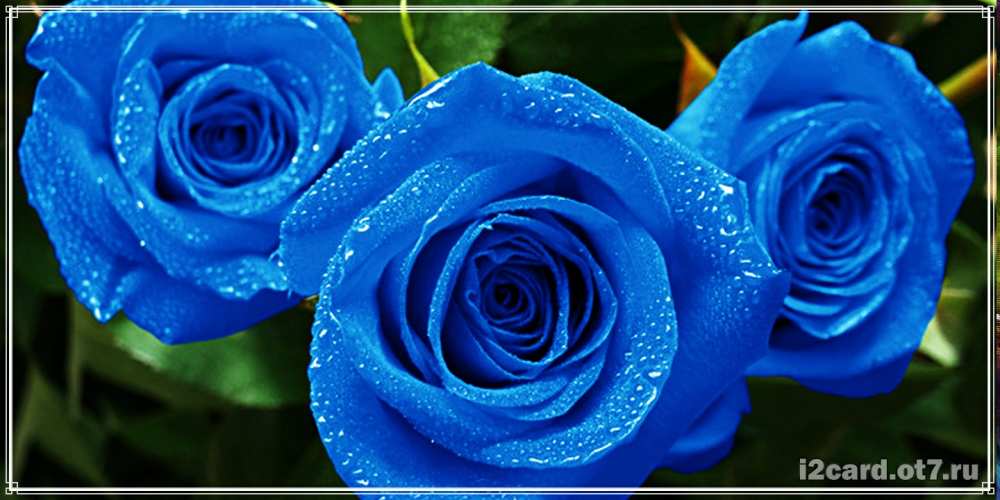 Открытка на каждый день с именем, Диодора C юбилеем розы с синим цветом Прикольная открытка с пожеланием онлайн скачать бесплатно 