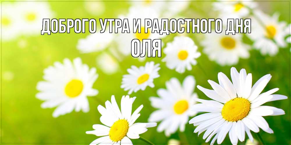 Открытка на каждый день с именем, Оля Доброго утра и радостного дня открытка с ромашками на зеленом фоне Прикольная открытка с пожеланием онлайн скачать бесплатно 
