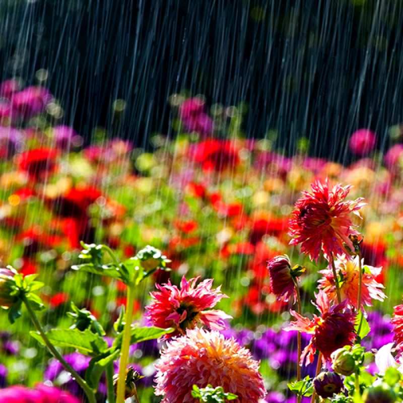 Картинка Люблю тебя, 