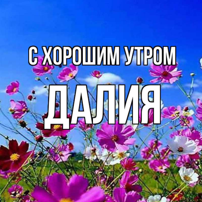 Картинка С хорошим утром, Далия