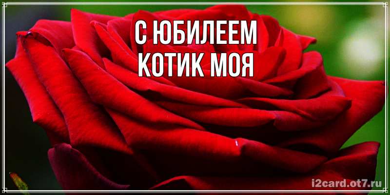 Картинка C юбилеем, Котик моя