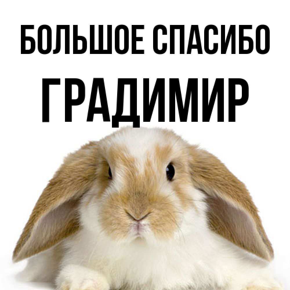 Открытка на каждый день с именем, Градимир Большое спасибо коричнево белый заяц Прикольная открытка с пожеланием онлайн скачать бесплатно 
