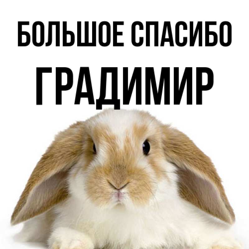 Картинка Большое спасибо, Градимир