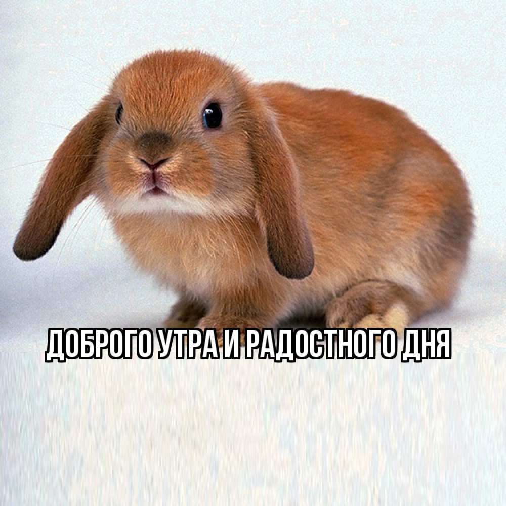 Открытка на каждый день с именем, Ия Не грусти все будет хорошо рыжий зая Прикольная открытка с пожеланием онлайн скачать бесплатно 