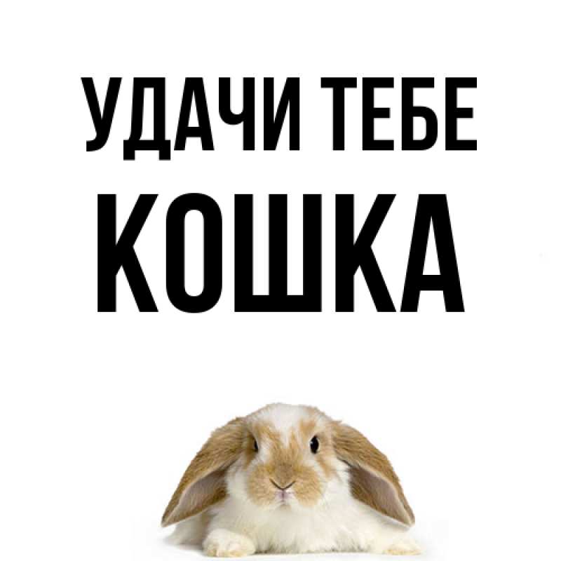 Картинка Удачи тебе, Кошка