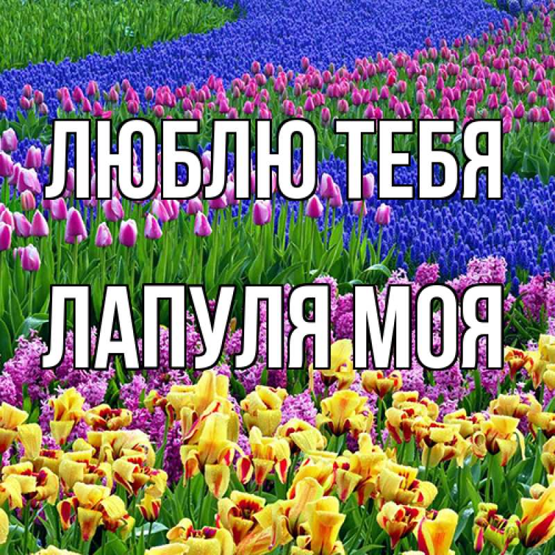 Картинка Люблю тебя, Лапуля моя