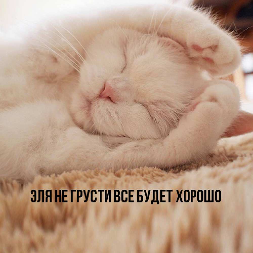 Открытка на каждый день с именем, Эля Не грусти все будет хорошо Котенок спит Прикольная открытка с пожеланием онлайн скачать бесплатно 