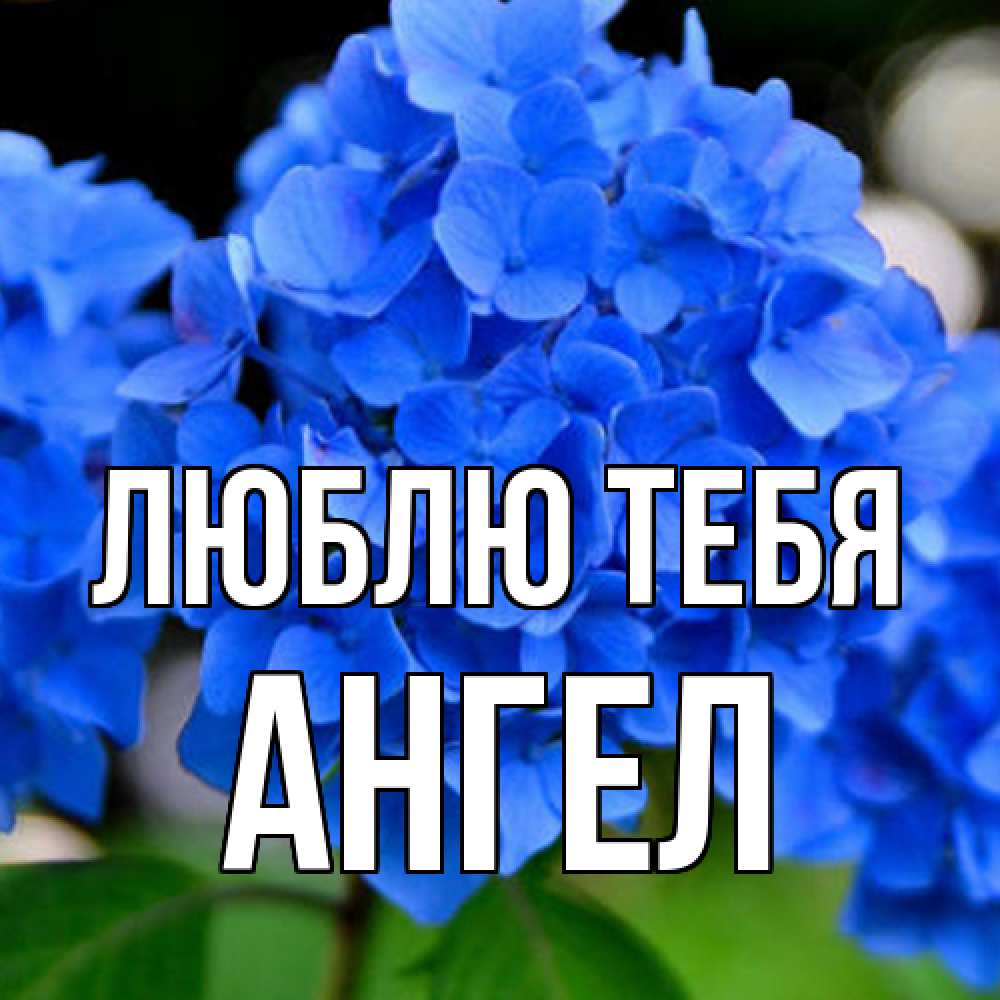 Открытка на каждый день с именем, Ангел Люблю тебя синие цветы Прикольная открытка с пожеланием онлайн скачать бесплатно 