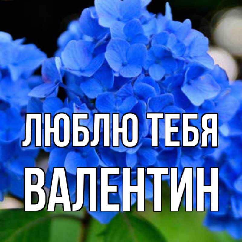 Картинка Люблю тебя, Валентин