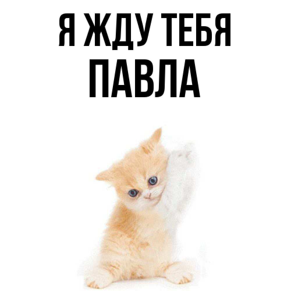 Открытка на каждый день с именем, Павла Я жду тебя зверушки и милота Прикольная открытка с пожеланием онлайн скачать бесплатно 