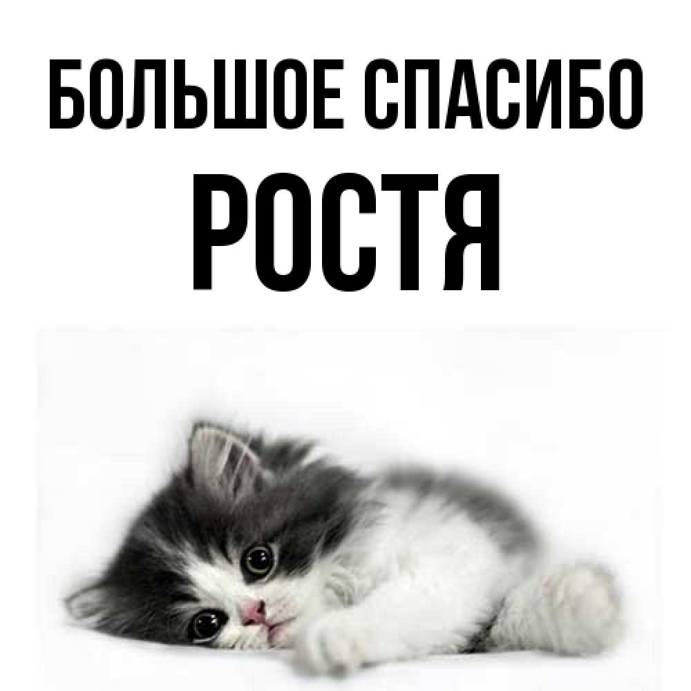 Открытка на каждый день с именем, Ростя Большое спасибо черный и белый кот Прикольная открытка с пожеланием онлайн скачать бесплатно 