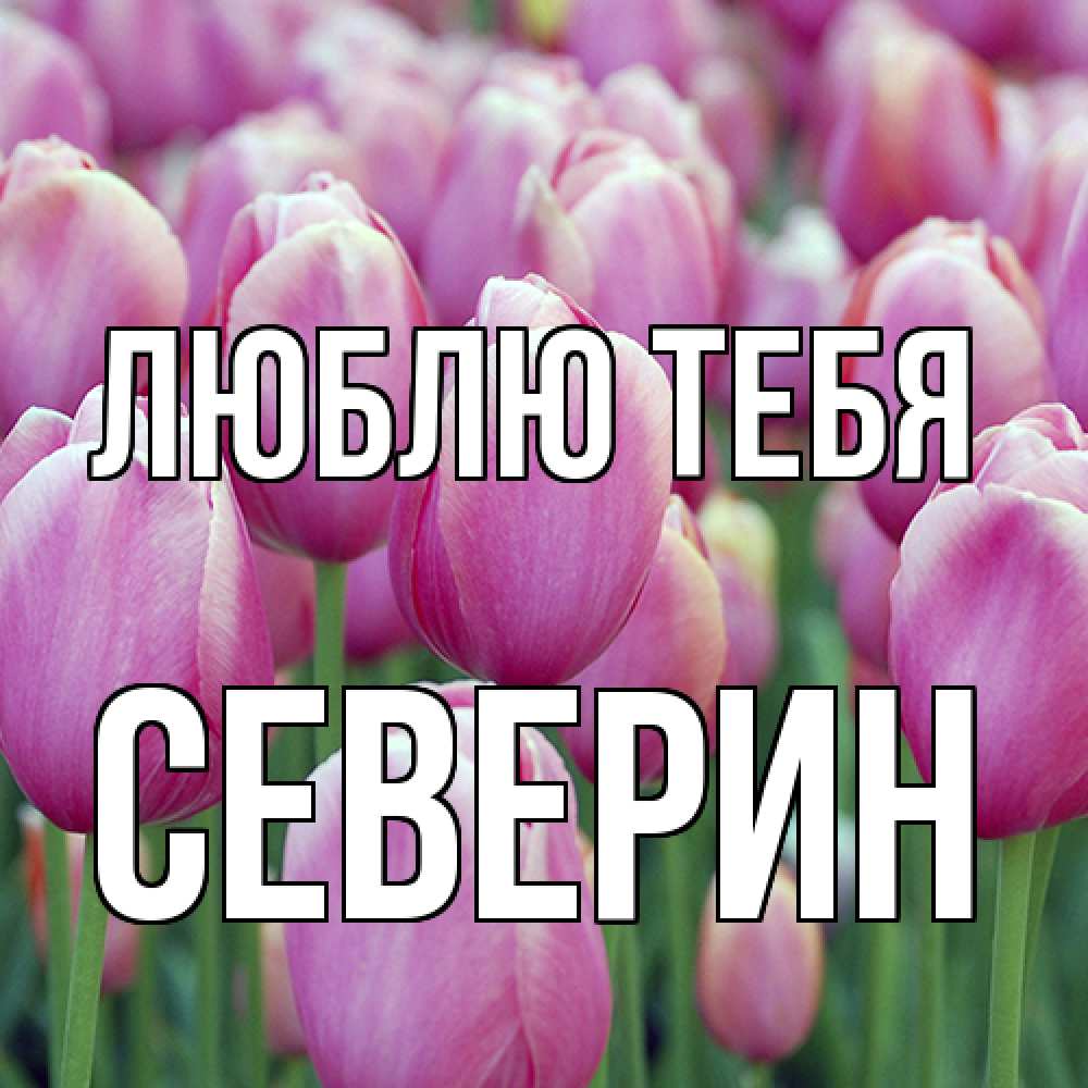 Открытка на каждый день с именем, Северин Люблю тебя на международный женский день 3 Прикольная открытка с пожеланием онлайн скачать бесплатно 