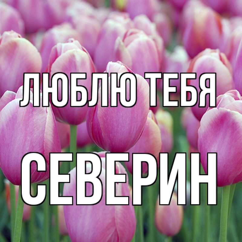 Картинка Люблю тебя, Северин