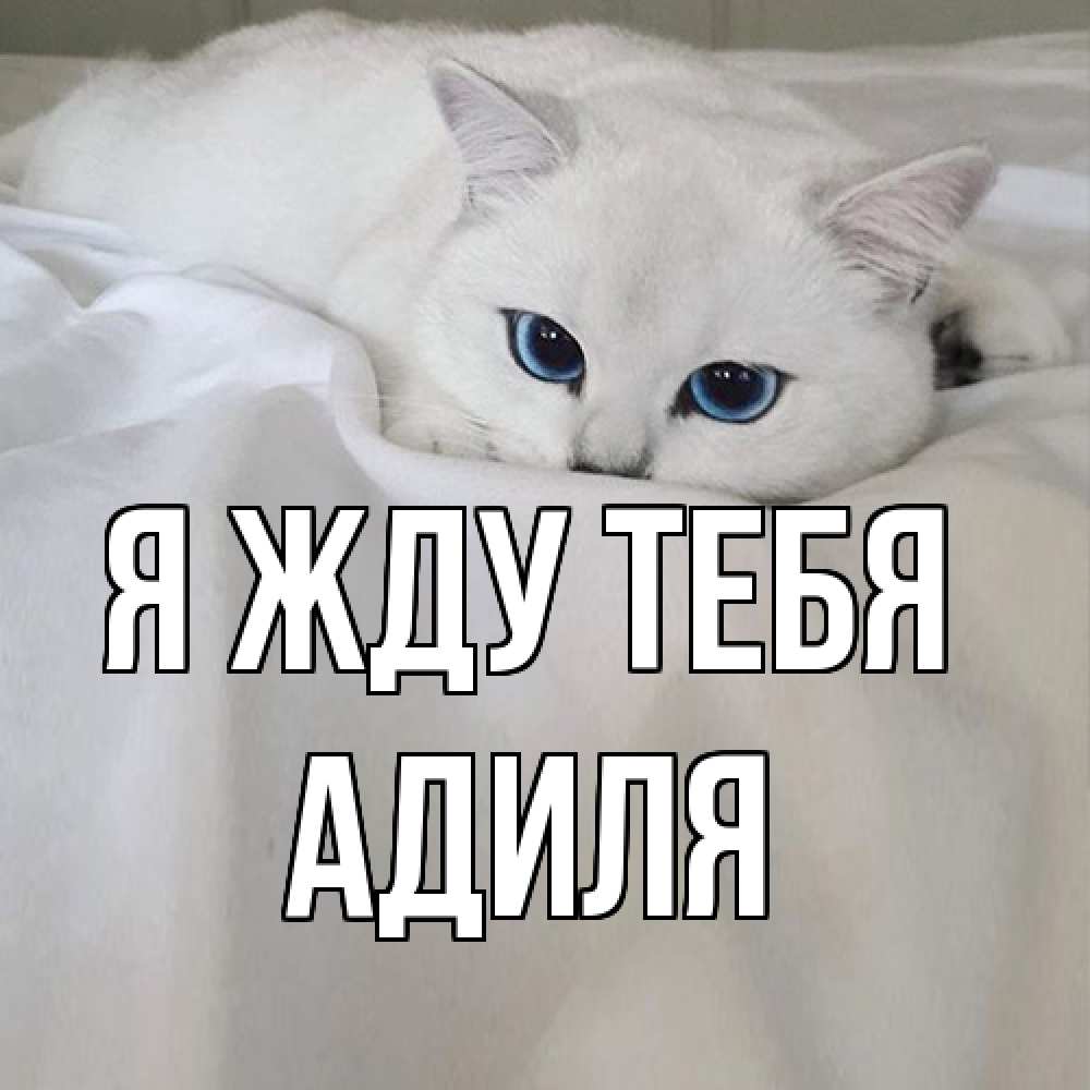 Открытка на каждый день с именем, Адиля Я жду тебя я очень по тебе скучаю и тоскую Прикольная открытка с пожеланием онлайн скачать бесплатно 