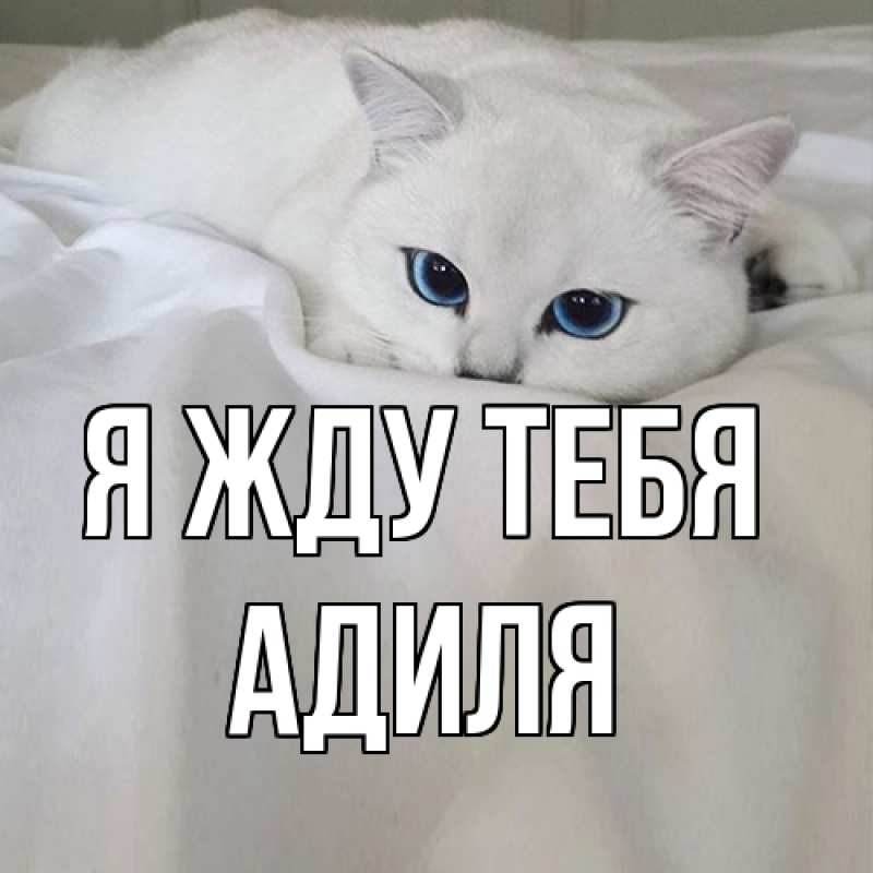 Картинка Я жду тебя, Адиля