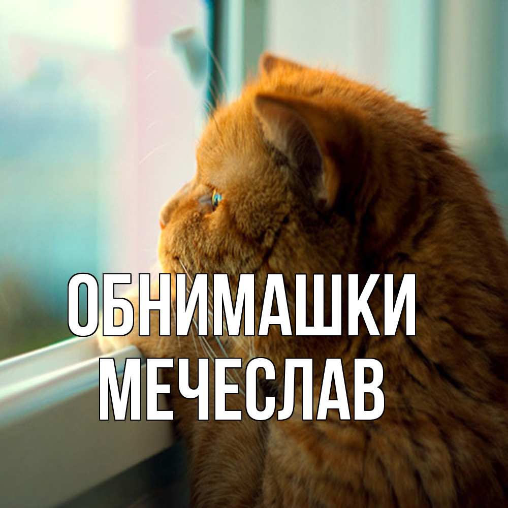 Открытка на каждый день с именем, Мечеслав Обнимашки большой огромный рыжий котяра Прикольная открытка с пожеланием онлайн скачать бесплатно 