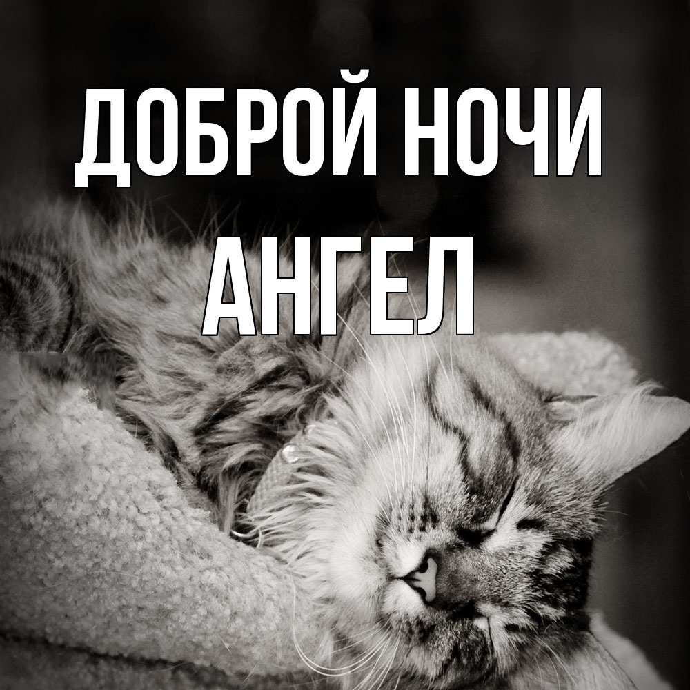 Открытка на каждый день с именем, Ангел Доброй ночи котярик пушистый Прикольная открытка с пожеланием онлайн скачать бесплатно 