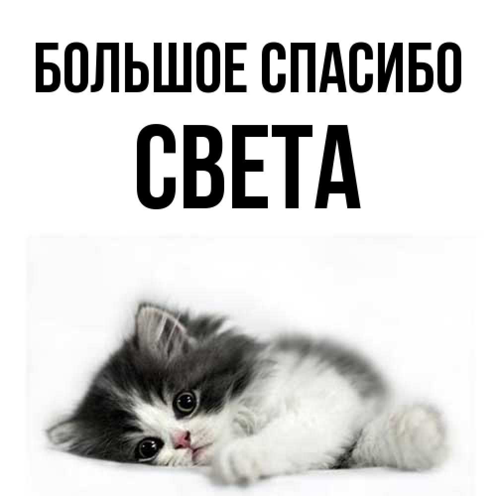 Открытка на каждый день с именем, Света Большое спасибо черный и белый кот Прикольная открытка с пожеланием онлайн скачать бесплатно 