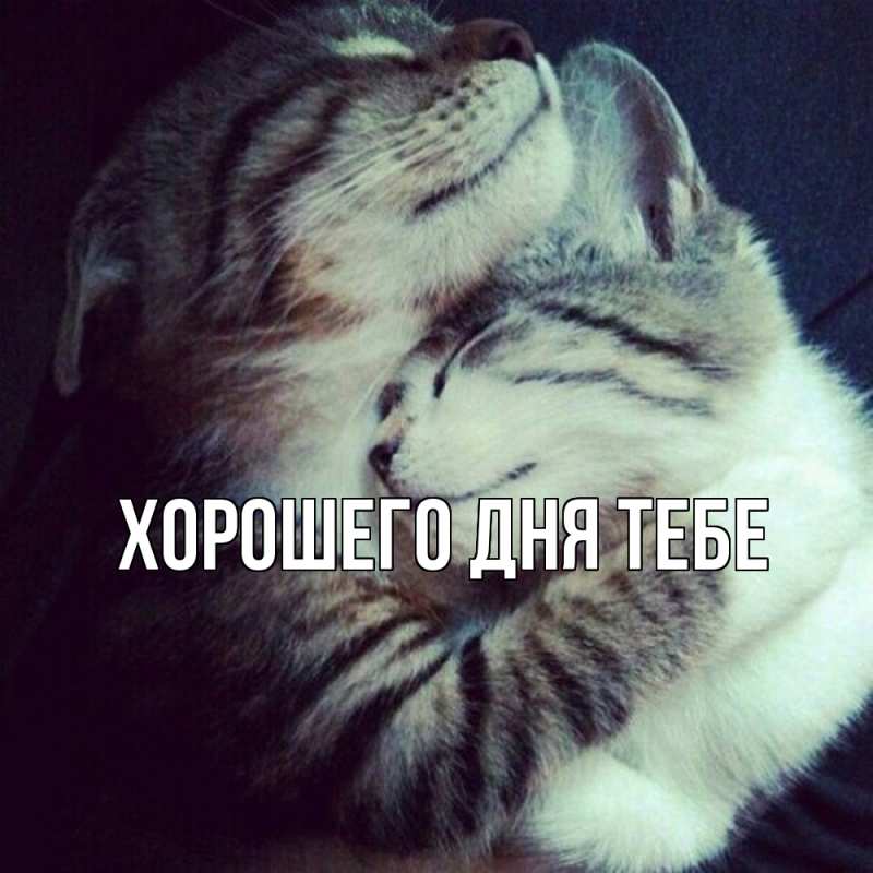 Открытка с именем, Тимофей, Обнимашки