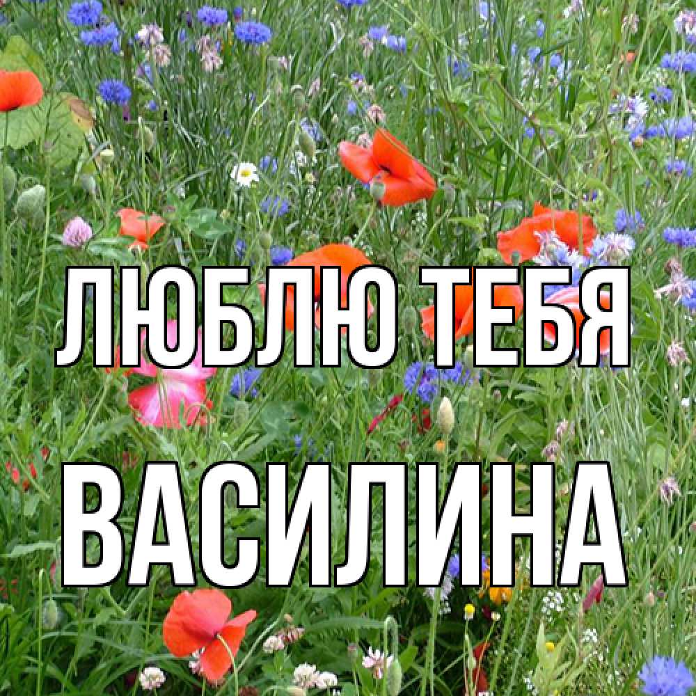 Открытка на каждый день с именем, Василина Люблю тебя международный женский день 4 Прикольная открытка с пожеланием онлайн скачать бесплатно 