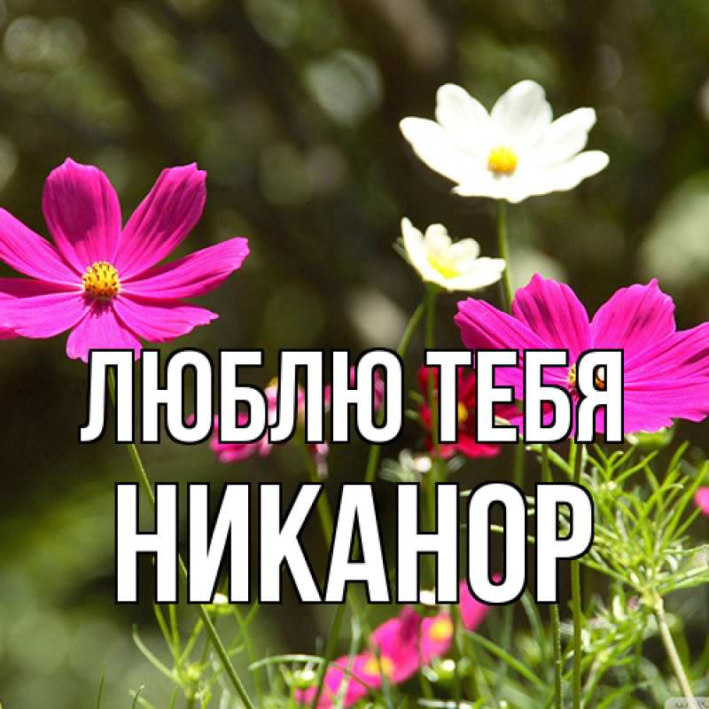 Картинка Люблю тебя, Никанор