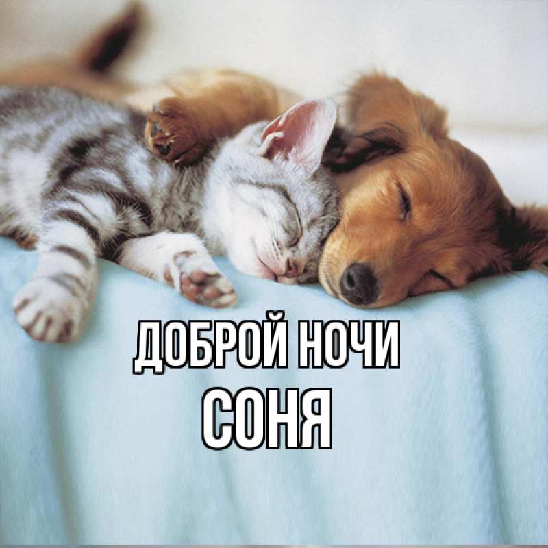 Картинка Доброй ночи, Соня