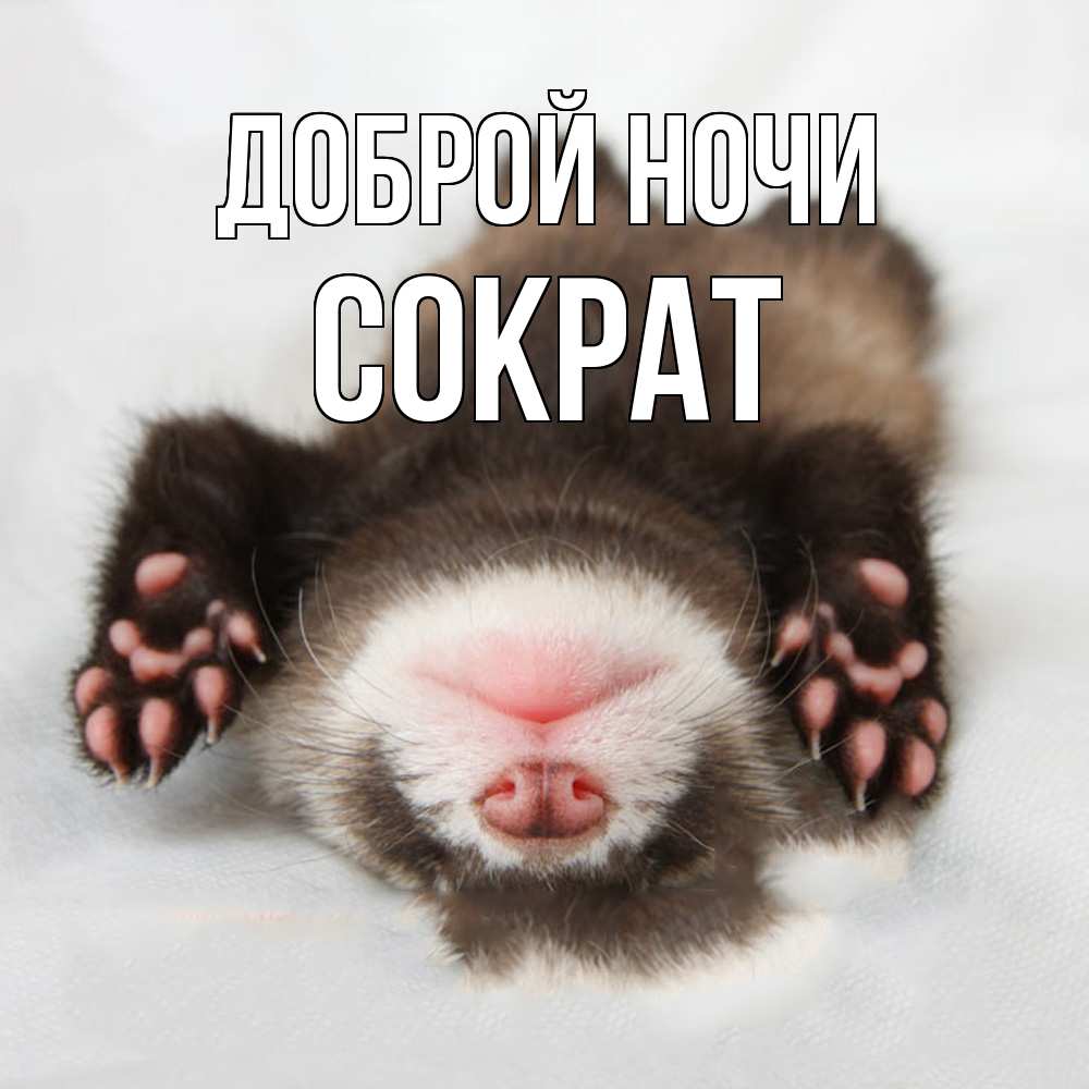 Открытка на каждый день с именем, Сократ Доброй ночи зверек Прикольная открытка с пожеланием онлайн скачать бесплатно 