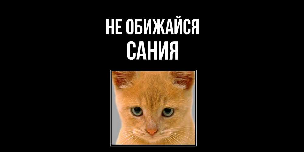 Открытка на каждый день с именем, Сания Не обижайся рыжий грустный кот просит прощения Прикольная открытка с пожеланием онлайн скачать бесплатно 