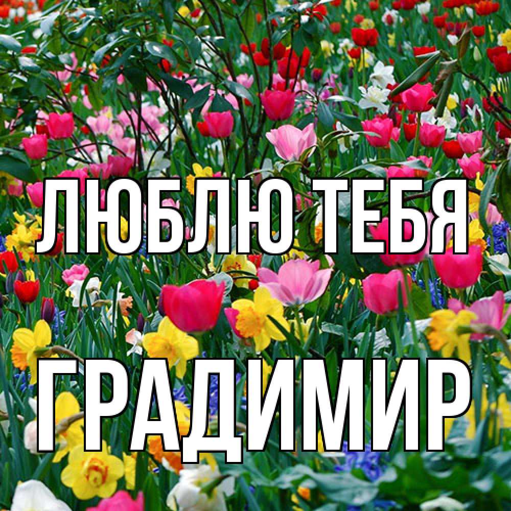 Открытка на каждый день с именем, Градимир Люблю тебя с международным женским днем поздравления для женщины Прикольная открытка с пожеланием онлайн скачать бесплатно 