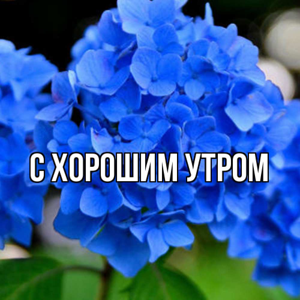 Открытка на каждый день с именем, Дима Люблю тебя синие цветы Прикольная открытка с пожеланием онлайн скачать бесплатно 
