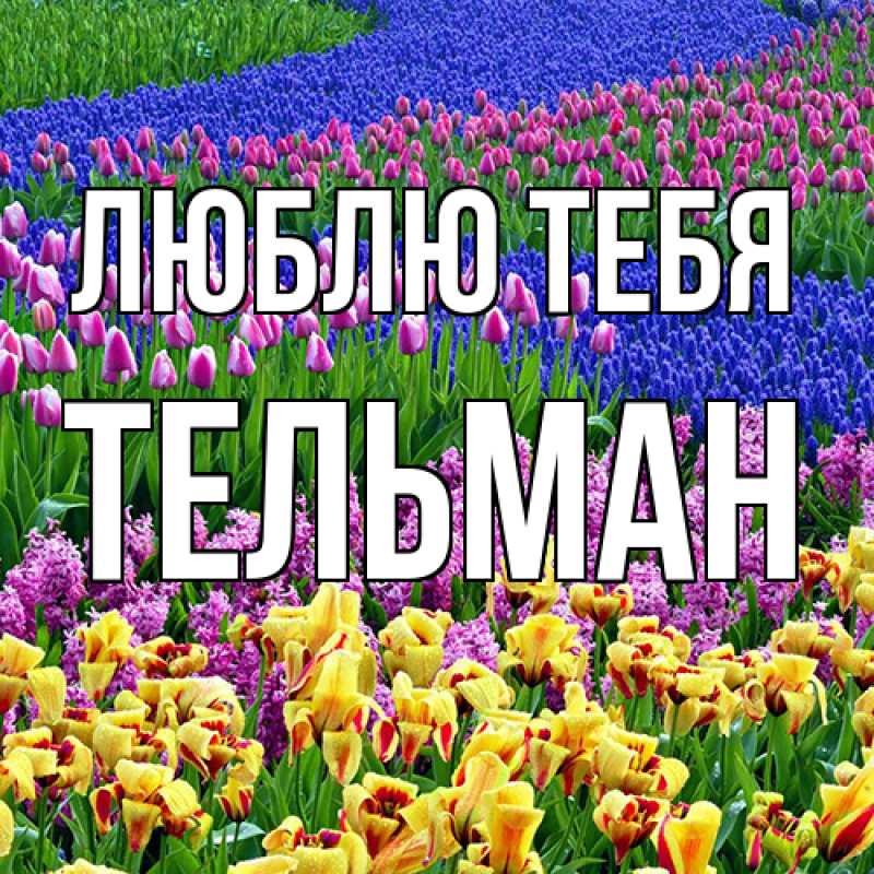 Картинка Люблю тебя, Тельман