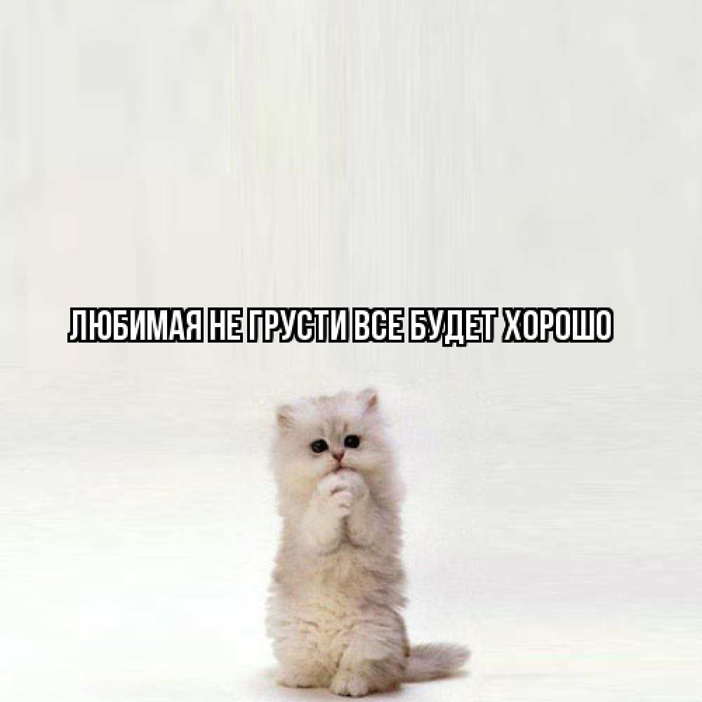 Открытка на каждый день с именем, Любимая Не грусти, все будет хорошо грустный кот Прикольная открытка с пожеланием онлайн скачать бесплатно 