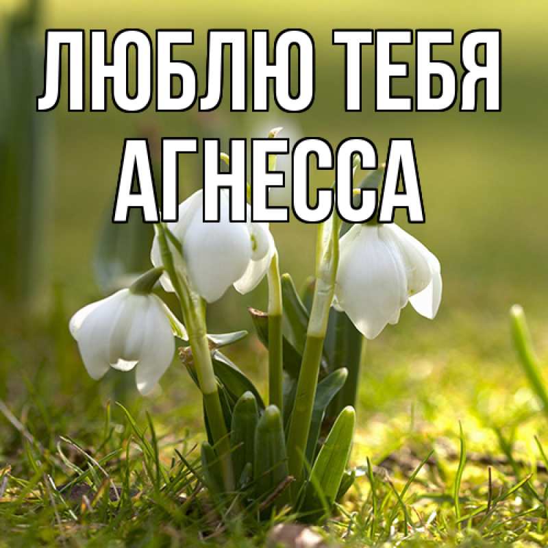 Картинка Люблю тебя, Агнесса