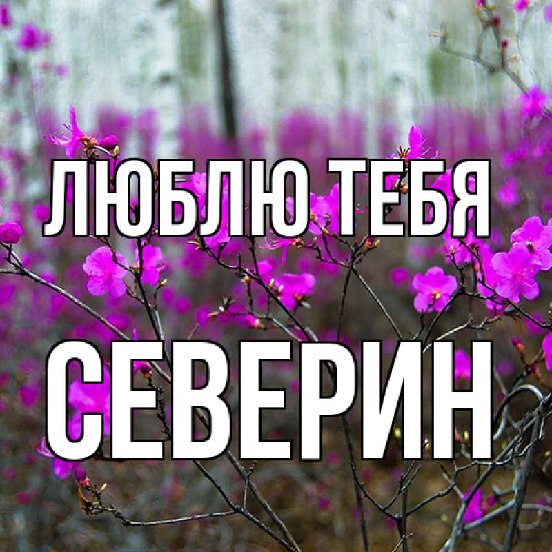 Картинка Люблю тебя, Северин